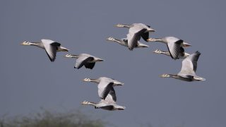 All For Eco-tourism: UP to Host Bird And Nature Festival in Mahoba From Feb 1 | Check Full Schedule