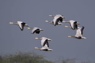 All For Eco-tourism: UP to Host Bird And Nature Festival in Mahoba From Feb 1 | Check Full Schedule