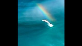 Having A Bad Day? Watch This Incredible Video Of Dolphin's Leap Amid Rainbow Backdrop