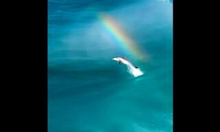 Having A Bad Day? Watch This Incredible Video Of Dolphin's Leap Amid Rainbow Backdrop