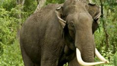Hathi Ka Hamla: लकड़ी चुनने गई महिला पर जंगली हाथी का जानलेवा हमला, छत्तीसगढ़ के जशपुर की घटना