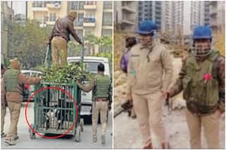 Leopard in Noida Society: Search Ops Enter Day 4; Goat Brought In As Bait, Hydraulic Crane Deployed