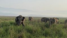 खेतों में बिना दांत वाले हाथियों ने मचा रखा है उत्पात, अब वन विभाग से इस उम्मीद में बैठे हैं तमिलनाडु के किसान