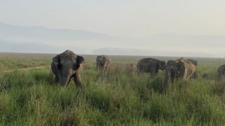 खेतों में बिना दांत वाले हाथियों ने मचा रखा है उत्पात, अब वन विभाग से इस उम्मीद में बैठे हैं तमिलनाडु के किसान