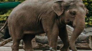 Hathi Ka Hamla: सरयू नहर के पास हाथी ने 60 वर्षीय व्यक्ति को कुचल कर मार डाला
