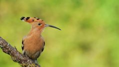 Hudhud Bird: हुदहुद पक्षी के बारे में रोचक जानकारियां, लंबी और मुड़ी हुई चोंच से करता है भोजन के लिए शिकार