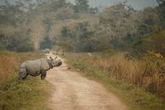 Kaziranga National Park To Welcome Tourists From February 4 | Mini Guide To Explore The Wildlife