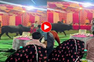 Viral Video Today: भागता-भागता पंडाल में घुस गया गुस्सैल सांड, फिर जो माहौल बना शायद ही देखा हो- देखें वीडियो