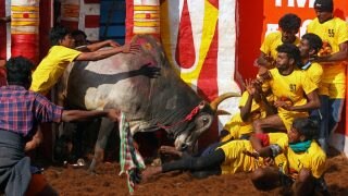 14-Year-Old Teen Gored To Death As Raging Bull Hits Viewer's Stand At Jallikattu Event