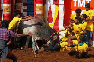 14-Year-Old Teen Gored To Death As Raging Bull Hits Viewer's Stand At Jallikattu Event
