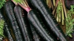 Kali Gajar Ke Fayde: रंग-रूप पर ना जाएं, खूब खाएं काली गाजर, इसके फायदे हैं कमाल के-PICS