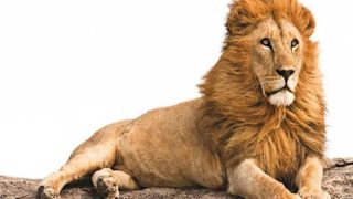 Viral: शेर को पहले किया परेशान फिर शिकार से किया दूर, मामले में तीन लोग गिरफ्तार