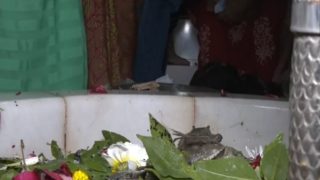 Video: In A Unique Ritual People Offer Live Crabs In Gujarat's Shiv Temple | Know Why