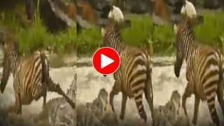 Magarmach Aur Zebra Ka Video: नदी पार कर रहे जेब्रा को मगरमच्छ ने घेर लिया, मगर जो हुआ खुद ही दहल गया बेचारा- देखें वीडियो