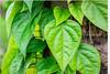 Betel Leaves Benefits: क्या पान खाना सभी के लिए अच्छा होता है, जानें- किसको नहीं चबाना चाहिए पान का पत्ता?