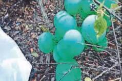 Mystery Around Pakistan Flag Attached To Green Balloons In Uttarkashi Forest 'Solved'. Deets Here