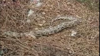 VIDEO: Just A Week After Elusive Leopard Episode, 10-Feet-Long Python Spotted In Greater Noida