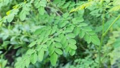 Green Leaves Benefits: इन 10 पत्तियों में हैं चमत्कारिक गुण, कई रोगों के लिए हैं रामबाण-PICS
