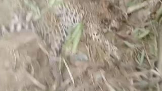 OMG! यूपी के बिजनौर में मृत पाया गया तेंदुआ, गन्ने के खेत में पड़ा मिला शव