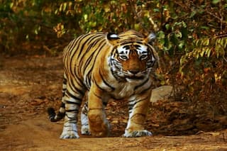 करंट लगाकर बाघ का शिकार करने के मामले में 5 गिरफ्तार, पन्ना टाइगर रिजर्व की घटना