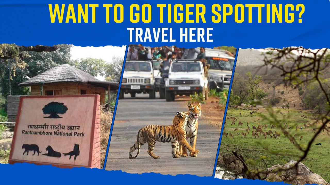 Want to go Tiger Spotting? These Tiger Reserves Can Make Your Dream Come True - Watch Video
