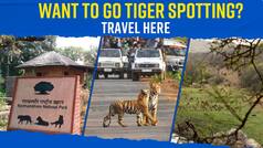 Want to go Tiger Spotting? These Tiger Reserves Can Make Your Dream Come True - Watch Video