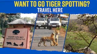 Want to go Tiger Spotting? These Tiger Reserves Can Make Your Dream Come True - Watch Video