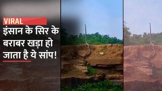 Viral Video: आदमी के सिर की ऊंचाई तक खड़ा हो गया 20 फीट लंबा सांप, दिखा हैरान कर देने वाला नजारा| Watch Video