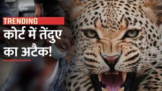 Leopard Attack Video: गाजियाबाद कोर्ट परिसर में अचानक घुसा तेंदुआ, आगे जो हुआ उसे देख कांप जाएगी आपकी रुह | Watch Video