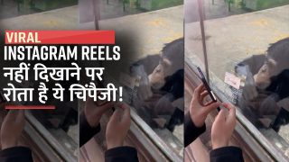 Viral Video: चिंम्पैंजी को पसंद है Instagram Reels, नहीं दिखाने पर बच्चों की तरह करने लगता है जिद | Watch Video