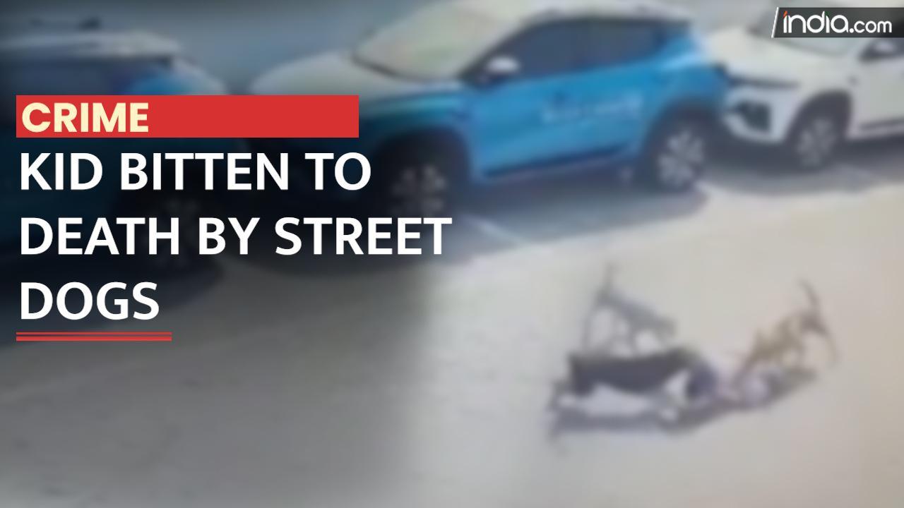 4-Year-Old Dies After Being Attacked By Stray Dogs in Hyderabad
