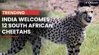 Cheetah Project: 12 cheetahs From South Africa Welcomed In India - Watch Video