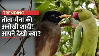 Tota Maina Marriage: मध्य प्रदेश में रस्मों-रिवाज के साथ हुई तोता-मैना की शादी, जमकर नाचे बाराती | Watch Video