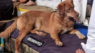 Anand Mahindra Shares A Photo of Dog Chilling on 'Reserved' Seat, Netizens Are All Heart - See Viral Post!