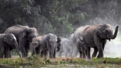 जंगली हाथियों को गांव में घुसने से रोकने लगा शख्स, झुंड ने कुचलकर मार डारा