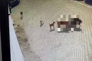 5-Year-Old Boy Mauled To Death By Stray Dogs In Hyderabad, Horrific Video Emerges