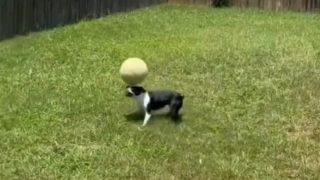 Viral Video: Dog Impresses Netizens With Its Exceptional Balancing Skills - Watch