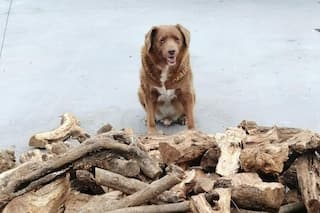 Say Hello to Bobi, World's Oldest Dog Ever