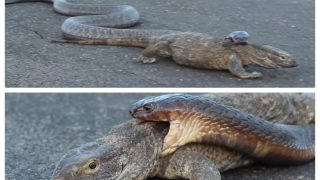 Viral Video: King Cobra Grabs Komodo Dragon By Neck, Who Will Win | Watch