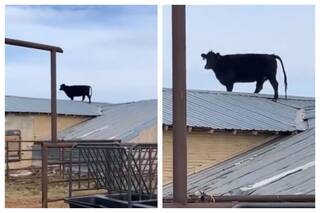 How Did The Cow Reach Up There? | Watch Viral Video