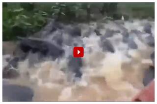 Boat Passes Through Narrow Passage With Hundreds Of Crocodiles Around, Scary Video Goes Viral
