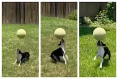Messi, Maradona, Pele, Ronaldo, No One Can Come Close To Our Four-Legged Football Champion | Watch Viral Video