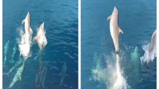 Dolphins Sail Freely In Vast Ocean And It Is A Sight Not To Be Missed: Watch Viral Video