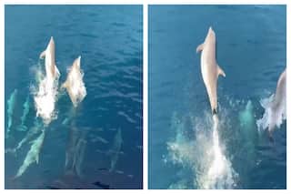 Dolphins Sail Freely In Vast Ocean And It Is A Sight Not To Be Missed: Watch Viral Video