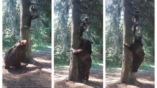 Viral Video: Scary Encounter Between Man And Bear Is Enough To Scare Wits Out Of Anyone | Watch