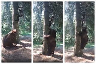 Viral Video: Scary Encounter Between Man And Bear Is Enough To Scare Wits Out Of Anyone | Watch