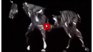 Optical Illusion: Is The Horse Walking Forward Or Backward? Figure It Out