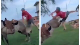 Man Wanted To Climb Horse From Tail Side Like A Cowboy But Stallion Had PLANS For Him | Watch Viral Video