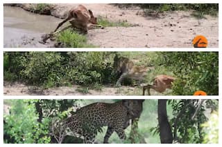 Viral Video: Impala Deer Gets Free From Crocodile   s Jaws, But Someone Else Was In Ambush | Not For Weak Hearted