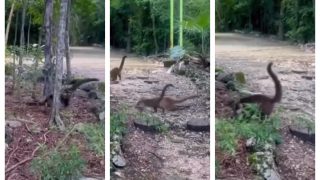Is This Viral Video Shot In A Miniature Jurassic Park? You Have To Decide | Watch It Right Here